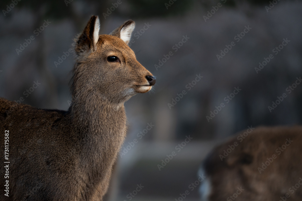 Fototapeta premium 奈良の鹿