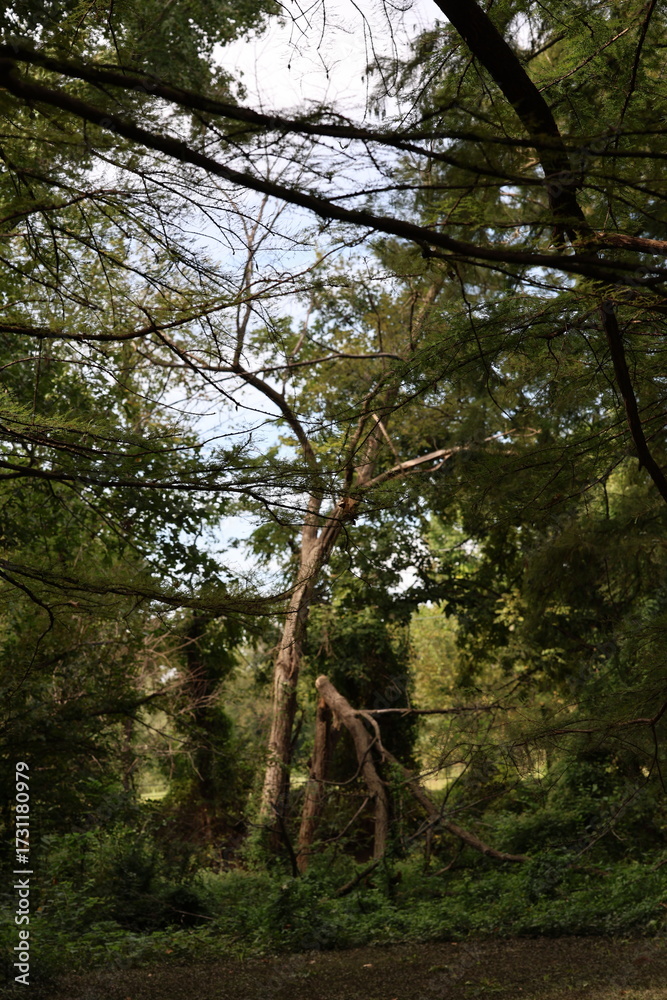 Obraz premium trees in the forest