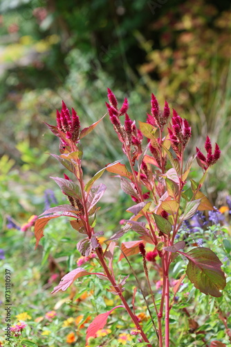 red and yellow flowers