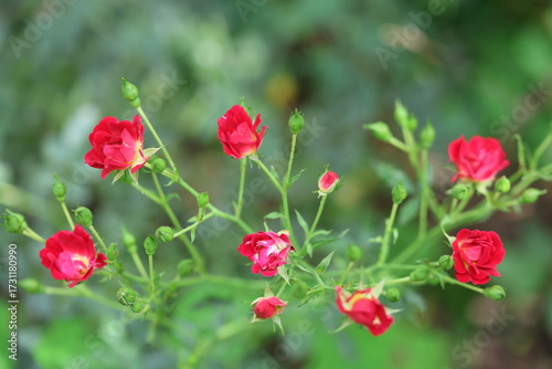 red poppies in the field