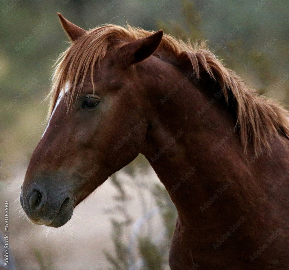 Obraz premium Portrait of a Wild Horse 