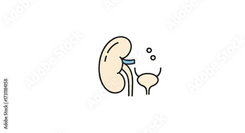 A clean flat vector illustration showcases a simplified kidney outline alongside a minimal bladder, emphasizing human organ care and overall health.