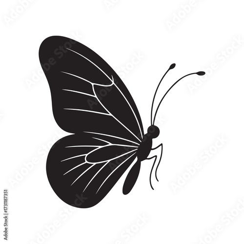 butterfly on white background