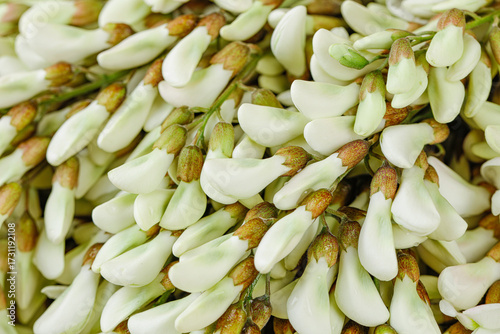 Fresh White Sophora Flower Buds Close-up Macro Nature Photography