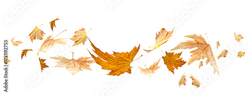 leaf leaves line autumn falling  for background - 3d rendering