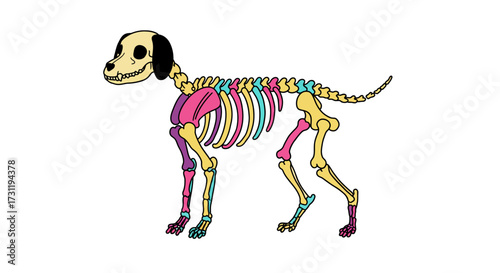 Colorful dog skeleton drawing standing profile view on white background
