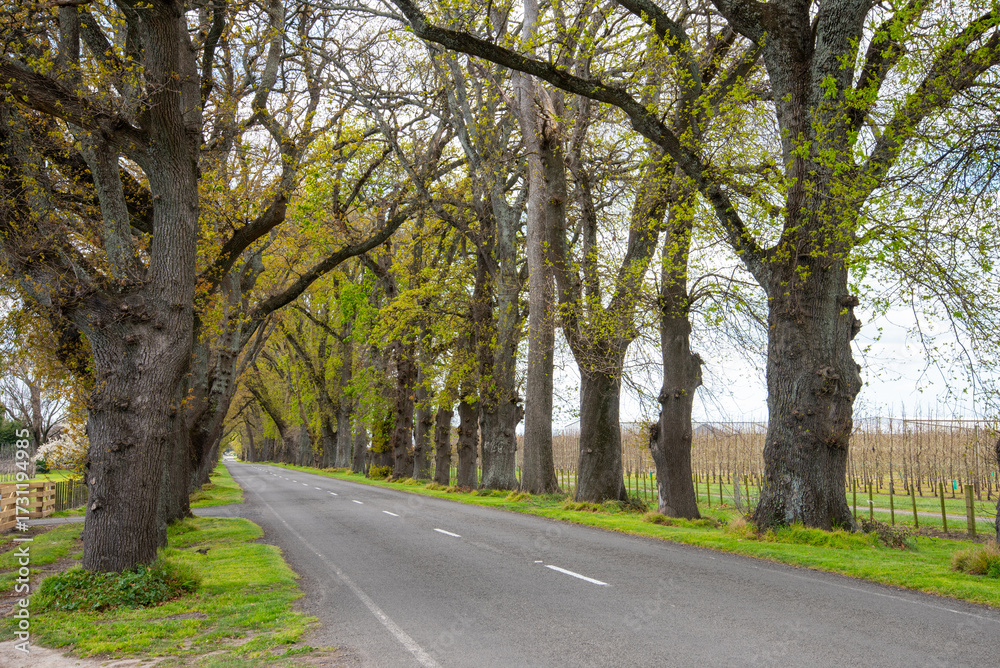 Naklejka premium Ormond Road Oaks in springtime. Hastings New Zealand