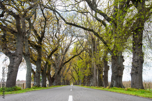 Ormond Road Oaks in springtime. Hastings New Zealand