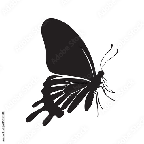 butterfly on white background