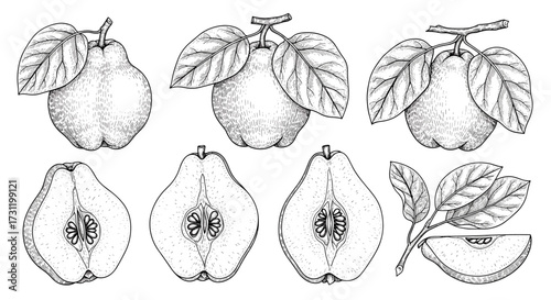 A collection of quince fruits shown whole and in cross-section with leaves and a stem.