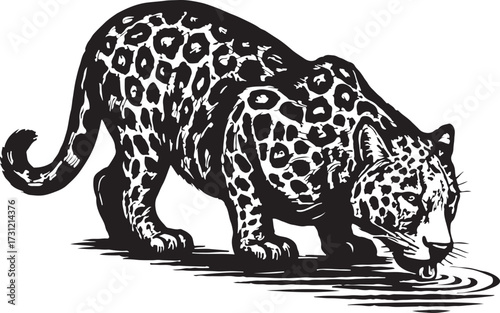 Detailed black and white woodcut illustration of a jaguar drinking water from a rippling pool in a forest setting