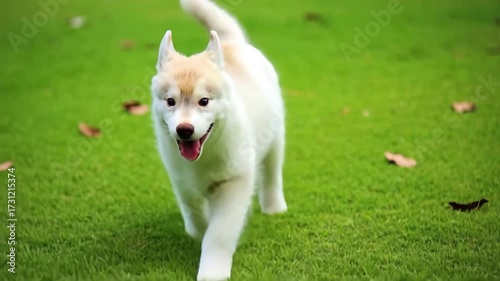 Adorable Husky Puppy Running on Green Grass with a Soccer Ball