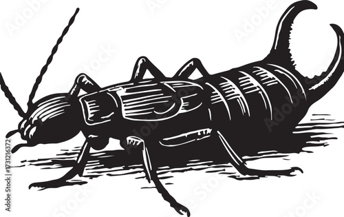 Detailed black and white woodcut illustration of an earwig insect with prominent pincers and antennae on a white background