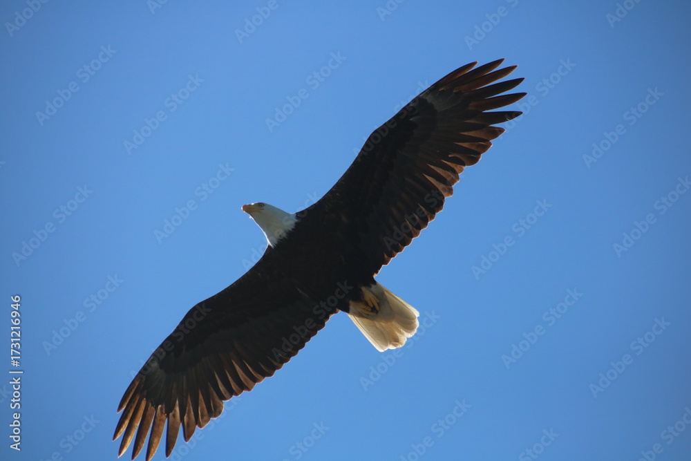 Obraz premium Bald Eagle Soaring High Against Clear Blue Sky