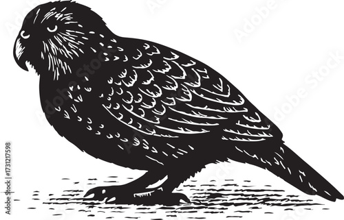Detailed black and white woodcut illustration of a stout feathered bird standing on a textured surface with its head slightly turned