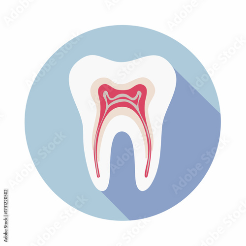 Illustration of a human tooth cross-section showing enamel, dentin, pulp chamber, and root canals in a simplified medical style