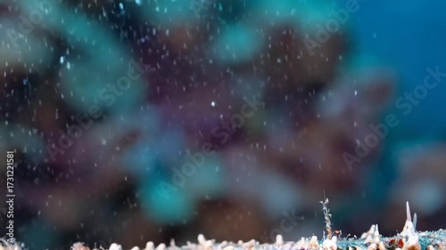 Vibrant purple starfish on coral underwater macro photography