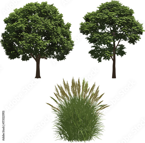 Green leafy tree illustration, fruit bearing tree with pods, autumn foliage tree, tall grass vegetation with plumes, seasonal botanical landscape design