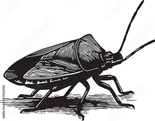 Detailed black and white woodcut illustration of a stink bug with visible antennae and legs on a white background