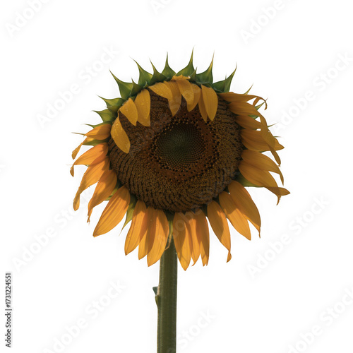Sunflower with stem, white background
