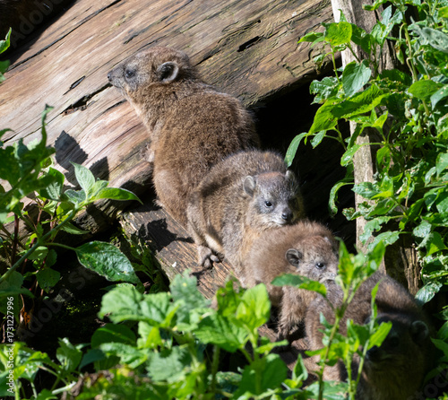 Rock hyrax (Procavia capensis) getting rest in front of abandoned mine in Mount Elgon National Park, Kenya