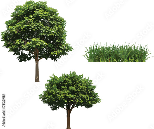 Green leafy tree illustration, wide canopy tree with foliage, tall grass patch with blades, natural vegetation, seasonal botanical landscape design
