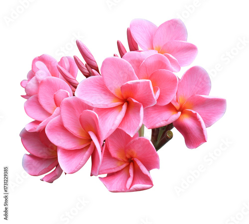 Plumeria or Frangipani or Temple tree flower. Close up pink-yellow frangipani flowers bouquet isolated on transparent background.	