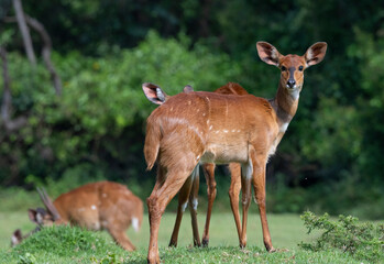 Wandcirkels Antilope Vrouwelijke bosbok op Mount Elgon  © Natalia Kuzmina