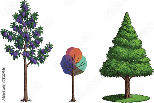 Plum tree with ripe fruits, abstract seasonal tree illustration, pine tree with dense foliage, diverse botanical vegetation, nature landscape design