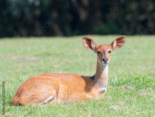 Female Cape bushbuck (Tragelaphus sylvaticus), Mount Elgon, Kenya
