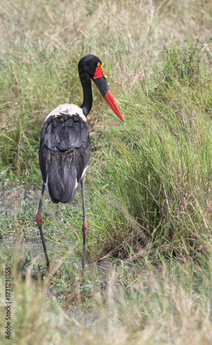 Saddle-billed Stork (Ephippiorhynchus senegalensis) in Maasai Mara national park National Park, Kenya
