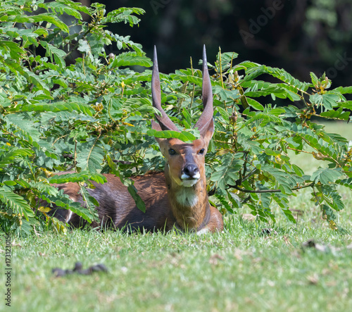 Male Cape bushbuck (Tragelaphus sylvaticus), Hiding in Bush, Mount Elgon, Kenya