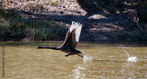 Native black swan starting in Murchison River around Kalbarri, Western Australia