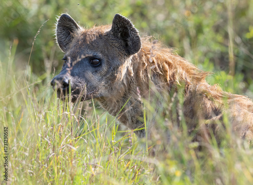 Spotted Hyena (Crocuta crocuta) in the Savanna Grasslands of Maasai Mara National Park, Kenya