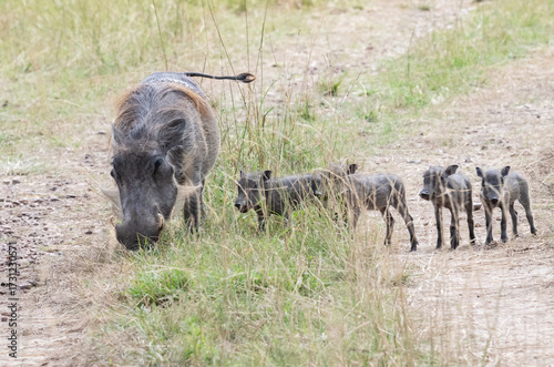 African warthog (Phacochoerus africanus) female eating grass, crowling on bent joints of her front legs, Masai Mara National Reserve, Kenya.