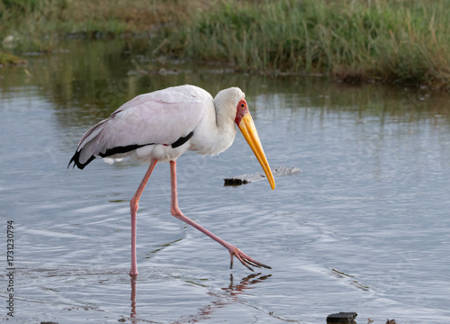 Yellow-billed Stork Mycteria ibis Wading in Lake Nakuru, Kenya
