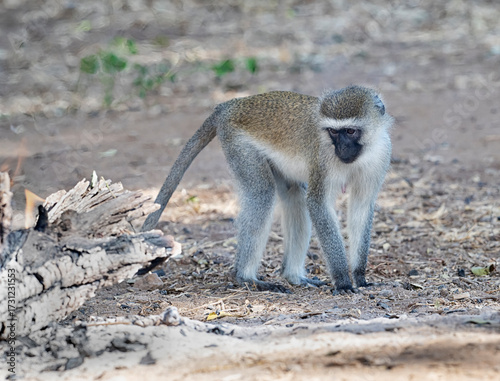 Vervet Monkey (Chlorocebus pygerythrus) looking at pit fire in Tsavo East National Park, Kenya