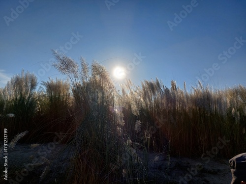 Bright sun shining through autumn trees on a clear day