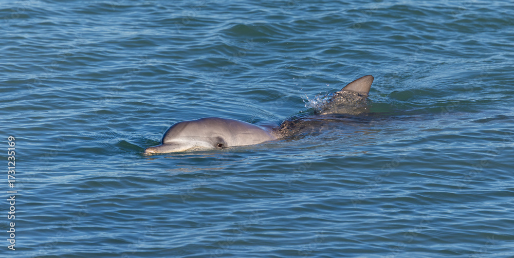Obraz premium Wild Indo-Pacific bottlenose dolphin (Tursiops aduncus) at Shark Bay, Western Australia