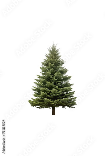 Evergreen tree illustration with green needles and brown trunk