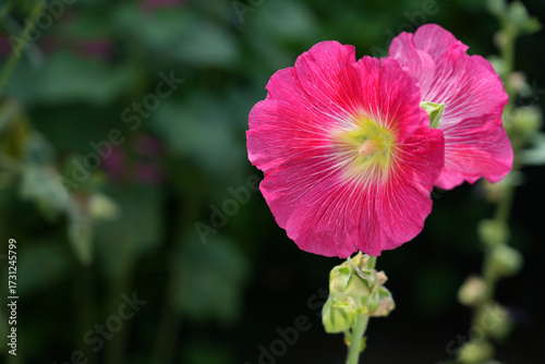 Pink hollyhock alcea rosea  flower in bloom