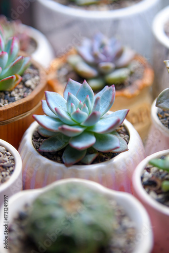 Foto The Succulent pot