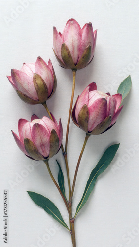 Organic and Earthy Minimalist Flat Lay of Pincushion Proteas on Natural Linen