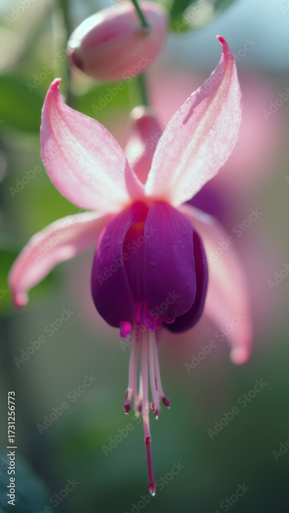 Fototapeta premium Unique and Vibrant Editorial Macro of a Two-Tone Fuchsia Flower