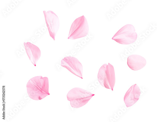 p-Down View of Pink Cherry Blossoms and Petals, Flat Lay, isolated on transparent background png