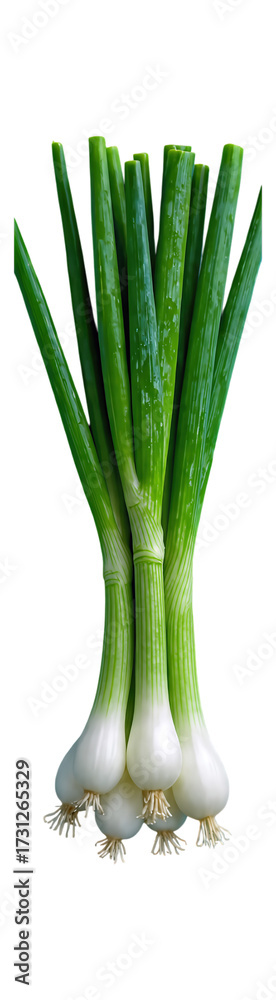 Obraz premium Green Onion Bundle with Transparent Background, Fresh Vegetable Cutout for Graphic Design