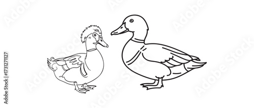 Charming Duck Outline Illustration Featuring Two Distinctly Styled Birds on White Background
