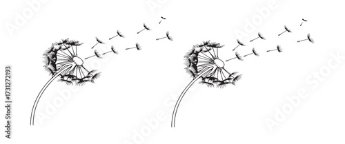 Dandelion flower drawing with seeds blowing in the wind isolated on white background nature illustration