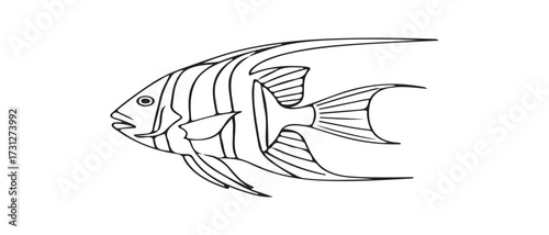 Striking Angel Fish Vector Illustration with Detailed Fin and Body Line Work Isolated on White
