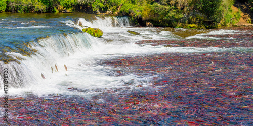 Hundreds of red salmon in river at Brooks Falls, Katmai National Park, Alaska. The salmon are swimming to jump the falls and are in large group of fish.